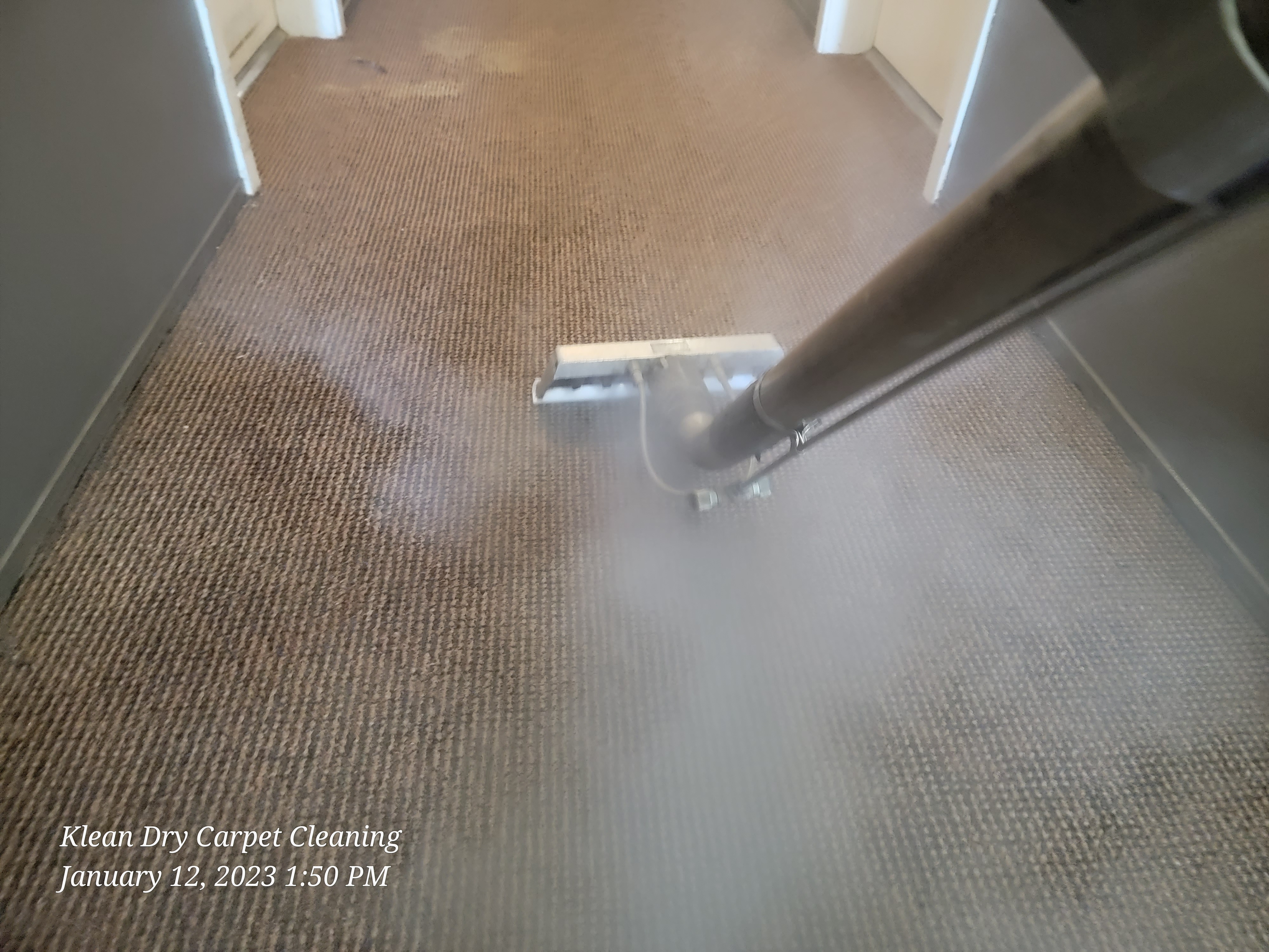 carpet steam cleaning