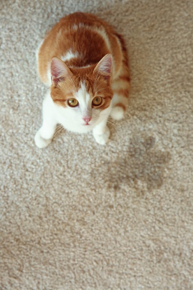 cat urine on carpet next to a cat