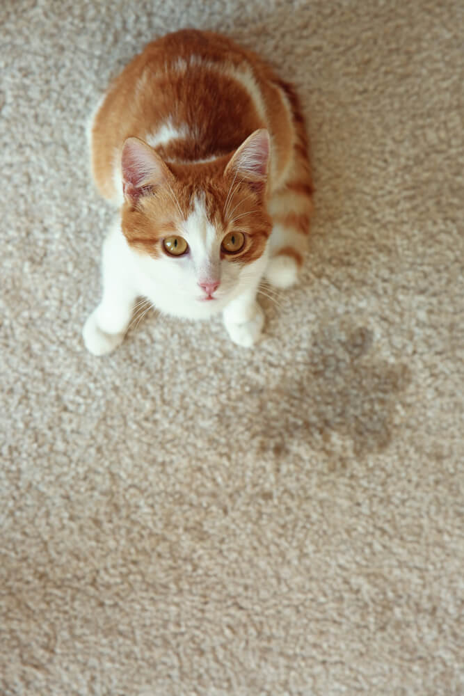 cat urine on carpet next to a cat