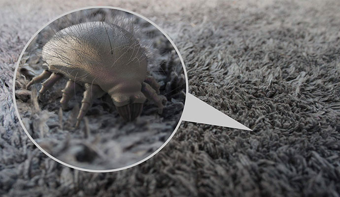 Dust Mites in Albuquerque & Rio Rancho, NM