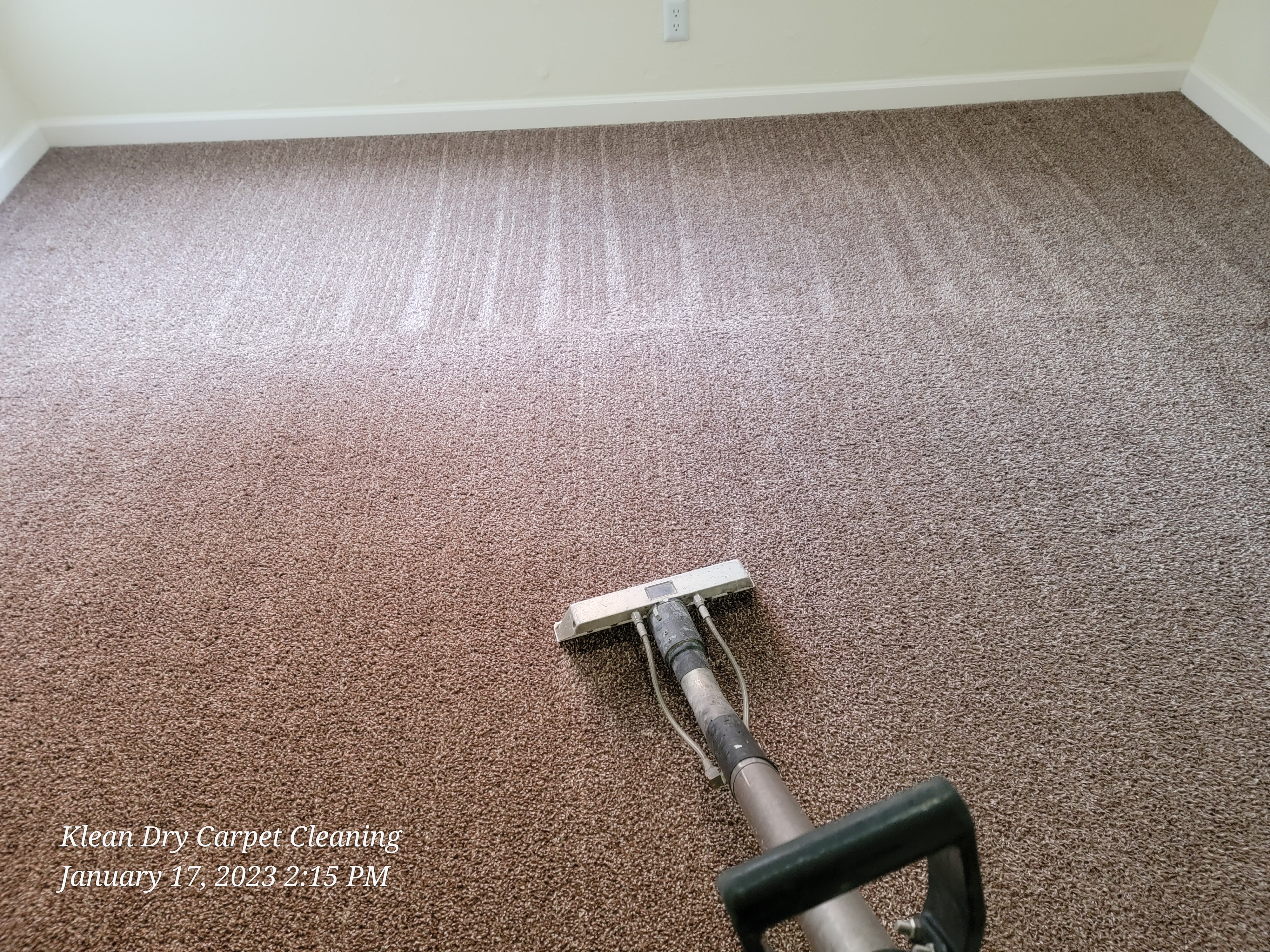 carpet cleaning and pet odor removal