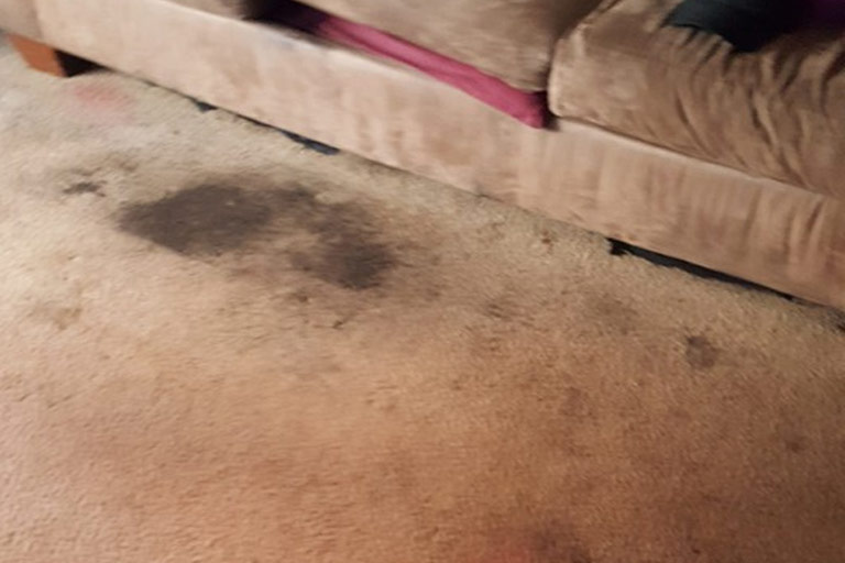 Pet Stain And Odor Cleaning Service