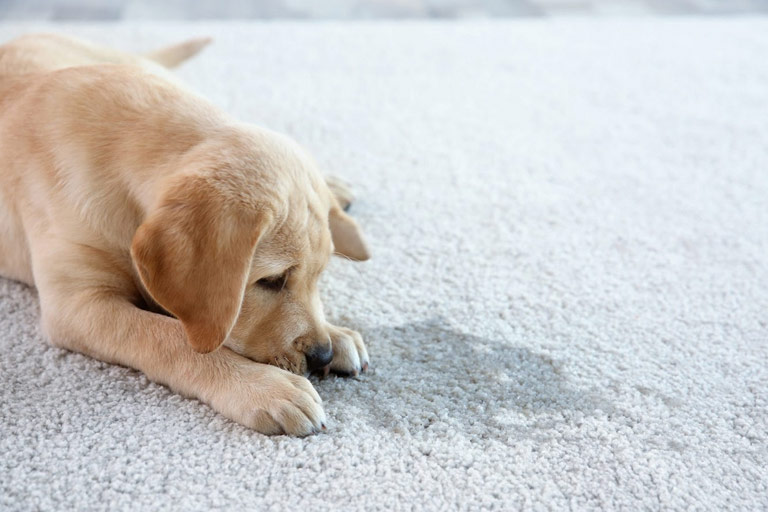 Pet Stain Removal in Albuquerque & Rio Rancho, NM | Klean Dry