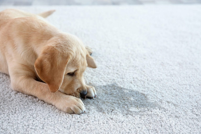 Pet Stain And Odor Removal