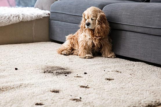 sofa dog and its dirty trails on carpet pet odor removal